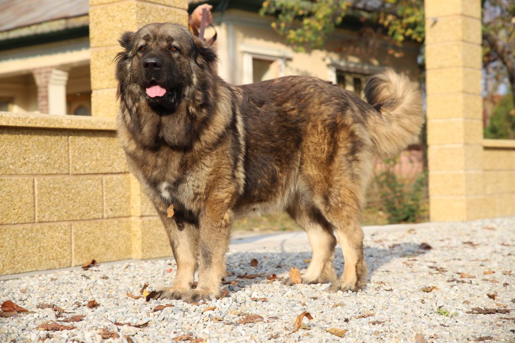 Bela, ciobănesc caucazian cu pedigree