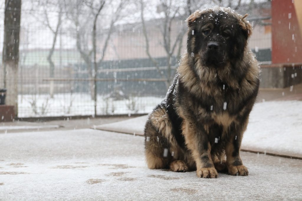 Ciobănesc Caucazian iarna